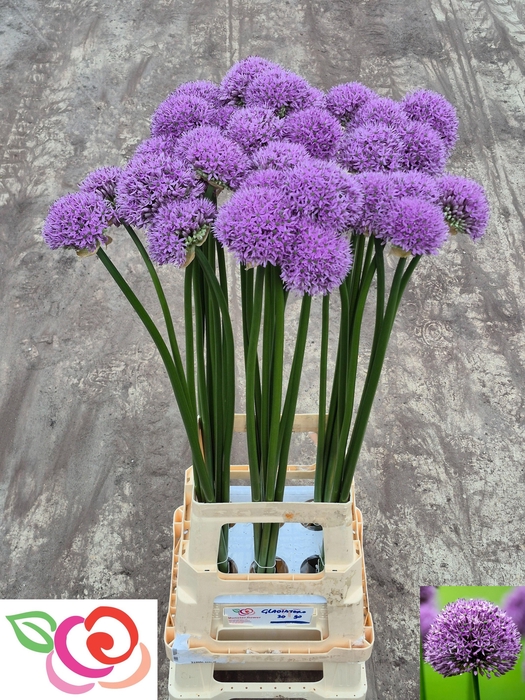 <h4>ALLIUM GLADIATOR</h4>