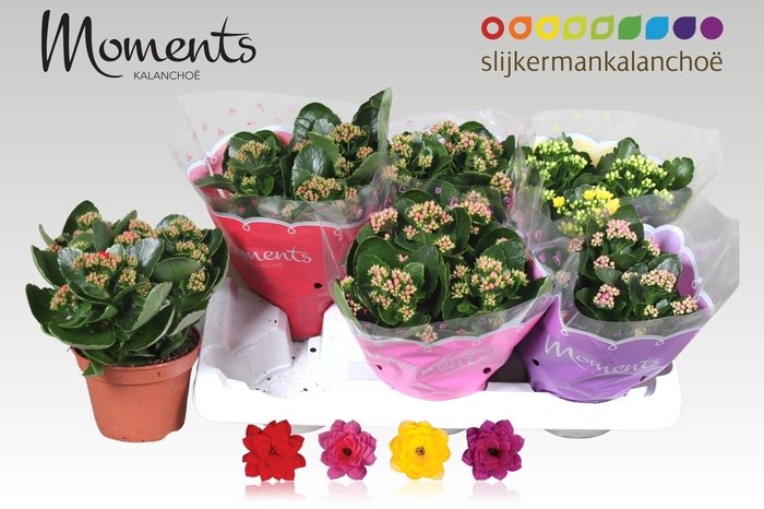 <h4>KAL GE GEM 4 KL</h4>