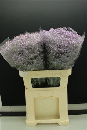 <h4>Gyps Fijn Milka</h4>