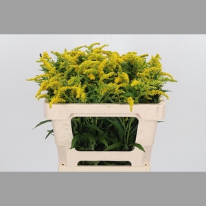 Solidago Strahlenkrone
