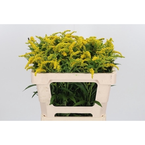 Solidago Strahlenkrone
