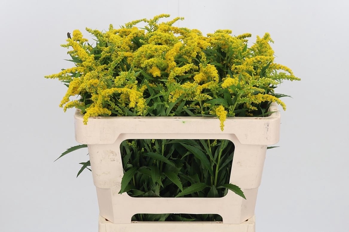 <h4>Solidago Strahlenkrone</h4>