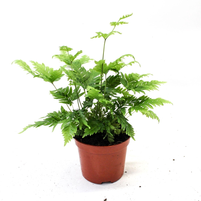 <h4>Pteris Fauriei</h4>