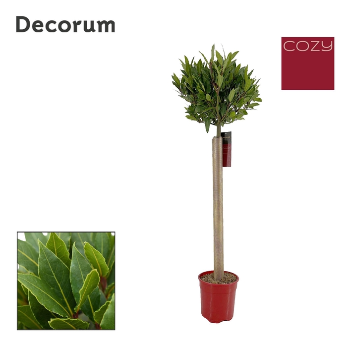 <h4>Laurus nobilis Bol op stam</h4>