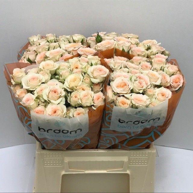 <h4>Rosa TR 'Rosanella' BRAAM</h4>