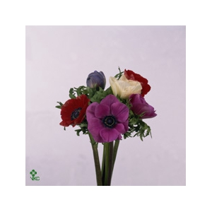 Anemone Mistral Malva Edge