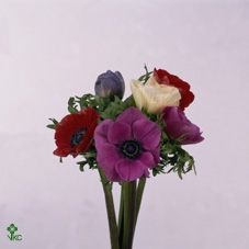 <h4>Anemone Mistral Malva Edge</h4>