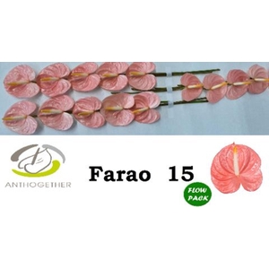 Anthurium andr. 'Farao'