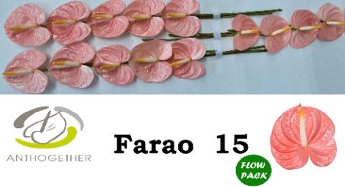 <h4>Anthurium andr. 'Farao'</h4>