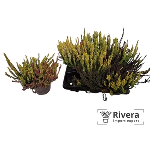 Callu Ga G Tri Girls