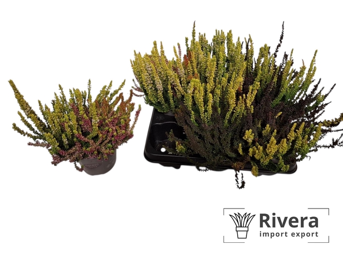 <h4>Callu Ga G Tri Girls</h4>