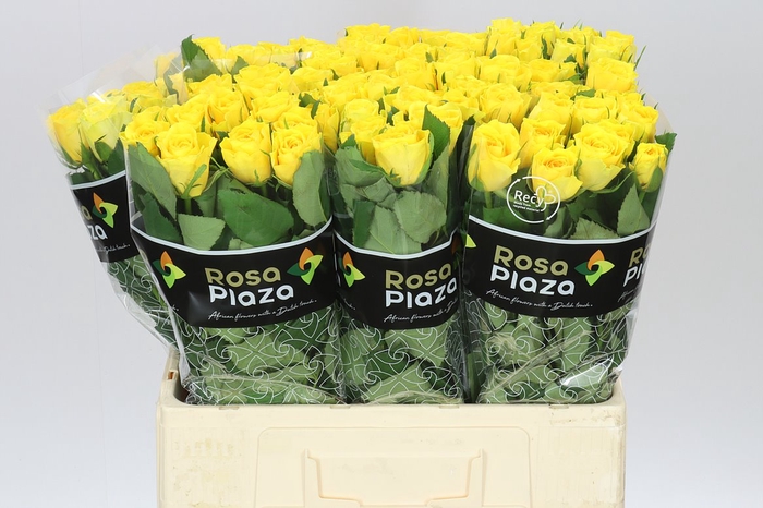<h4>Rosa Gr Solero</h4>