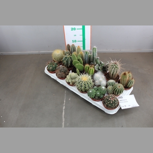 CACTUS GEMENGD