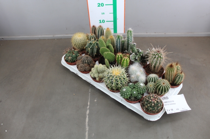 CACTUS GEMENGD