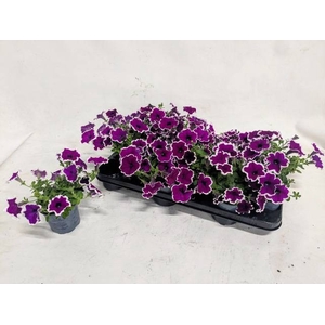 PETUNIA PURPLE PICOTEE
