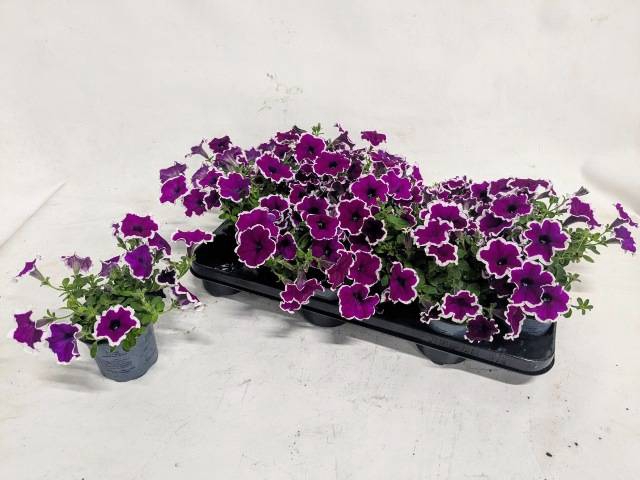 <h4>PETUNIA PURPLE PICOTEE</h4>