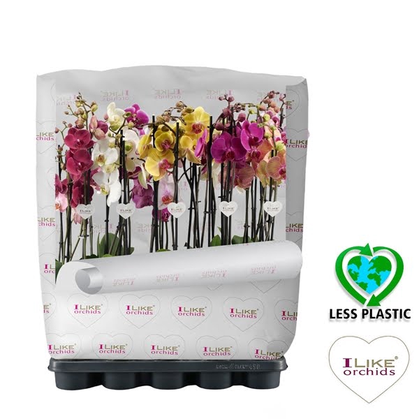 <h4>Phalaenopsis mix - 3 tak 60cm (Less Plastic)</h4>