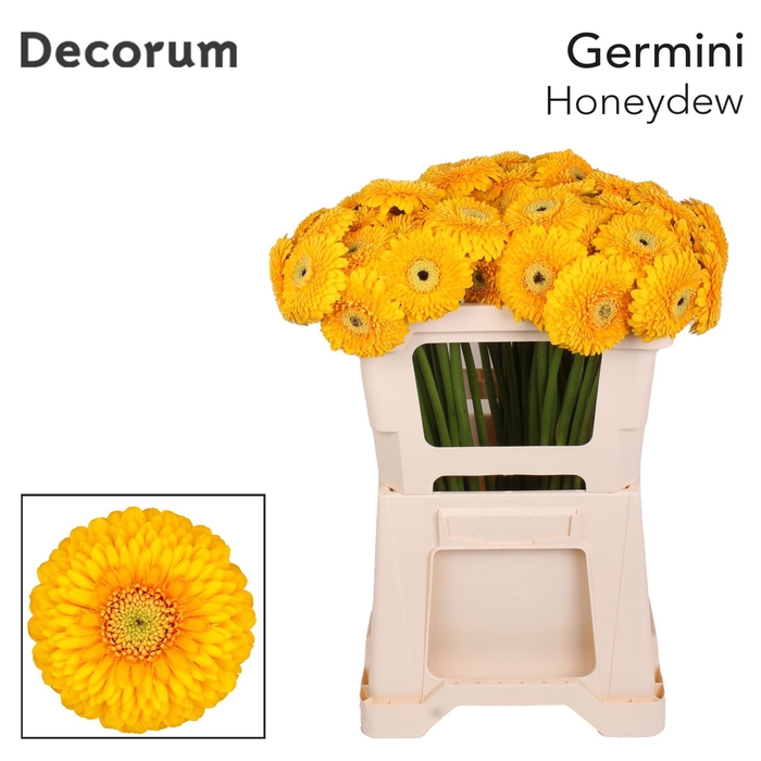 <h4>GERMINI POMPONI HONEYDEW GE MB HONE</h4>