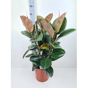 Ficus elastica Robusta 27Ø 100cm 3pp