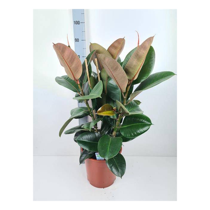 <h4>Ficus elastica Robusta 27Ø 100cm 3pp</h4>