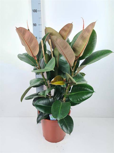Ficus elastica Robusta 27Ø 100cm 3pp