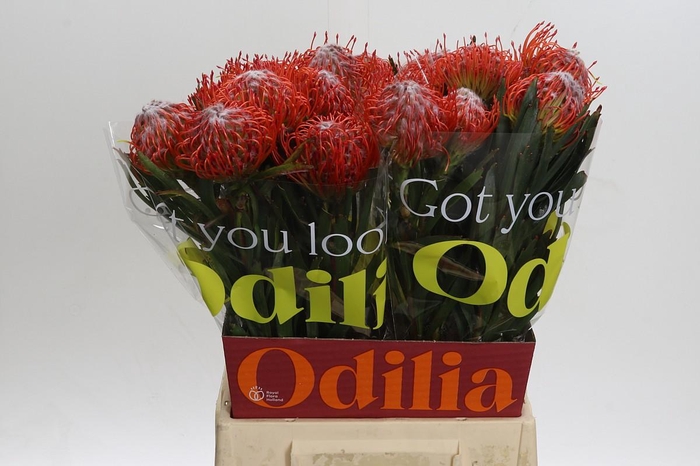 <h4>Nutans Tango</h4>