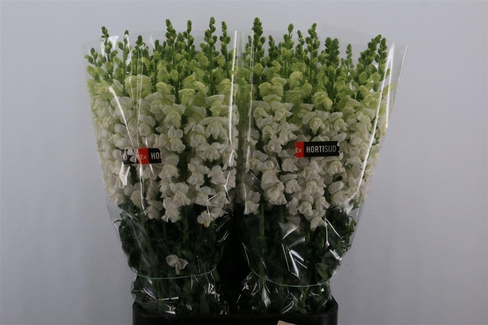 <h4>Antir Overig White</h4>