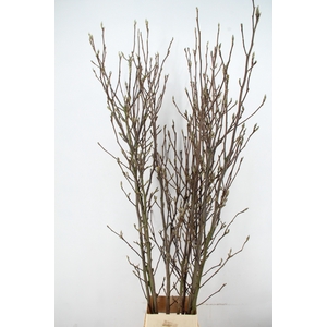 MAGNOLIA RECHT PER STEM 220CM