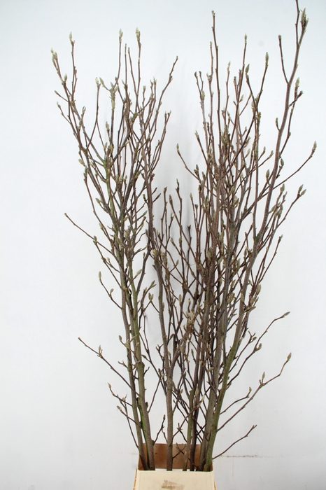 <h4>MAGNOLIA RECHT PER STEM 220CM</h4>