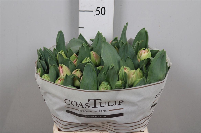 <h4>Tu Du Pink Fanfare</h4>