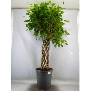 Ficus benja.   ...special shapes