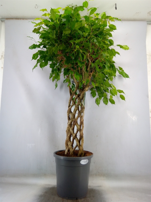 <h4>Ficus benja.   ...special shapes</h4>