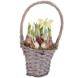 Bulbs Arr. Narcis Willow Handle Basket Grey Ø15cm