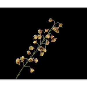 FRITILLARIA TAK BRN/GRN 111 cm