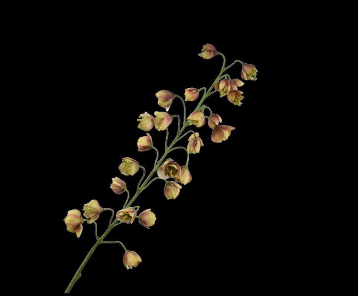 <h4>FRITILLARIA TAK BRN/GRN  111 cm</h4>