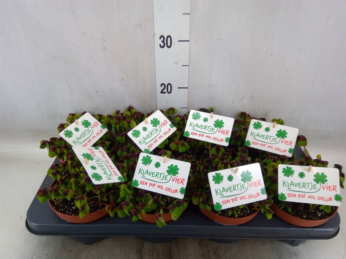 <h4>Oxalis deppei</h4>
