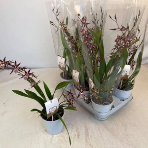 ONCIDIUM OV