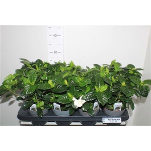 Gardenia Jasminoides