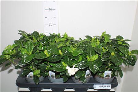 <h4>Gardenia Jasminoides</h4>
