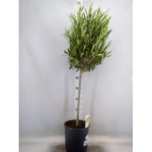Olea europaea