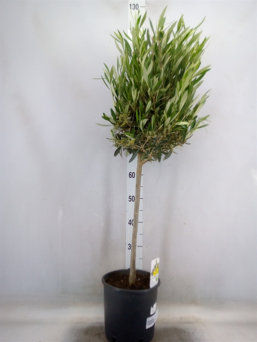 <h4>Olea europaea</h4>