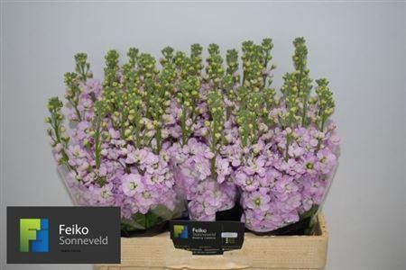 <h4>Matth Mathilda Pink</h4>