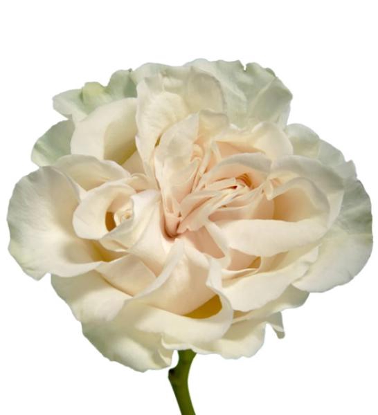 <h4>R GR Cotton X Pression</h4>