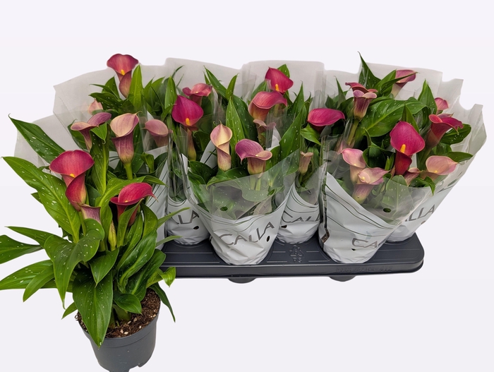 <h4>ZANT RED ALERT</h4>