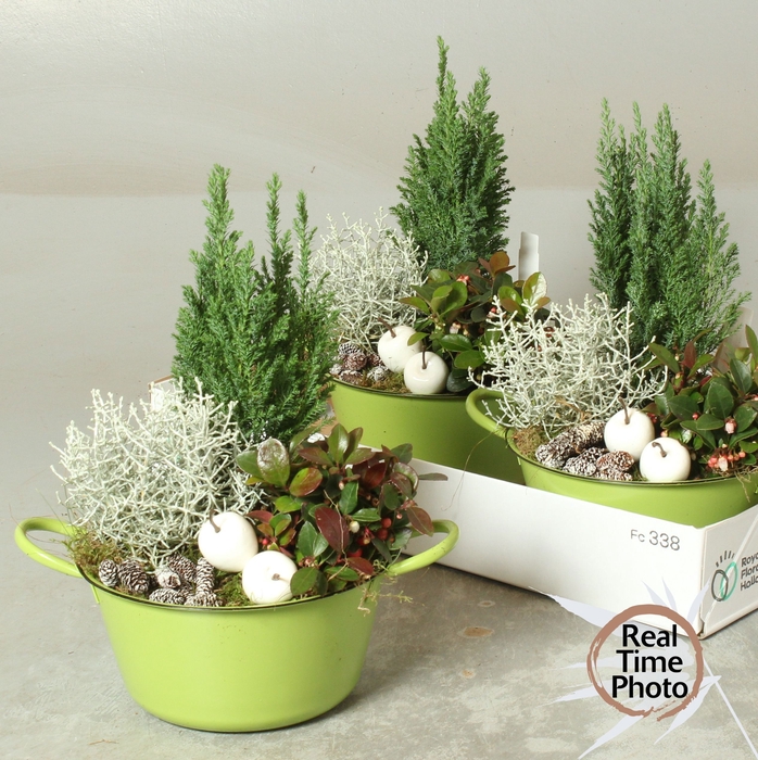 <h4>ARR TUINPLANTEN</h4>