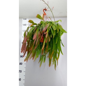 Pseudorhipsalis ramulosa