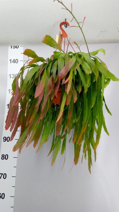 <h4>Pseudorhipsalis ramulosa</h4>