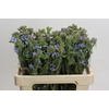 Oxypetalum Tweedia Blue