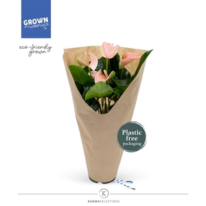 Anthurium - KARMA Peach | 12cm | ECO/KRAFT SLEEVE