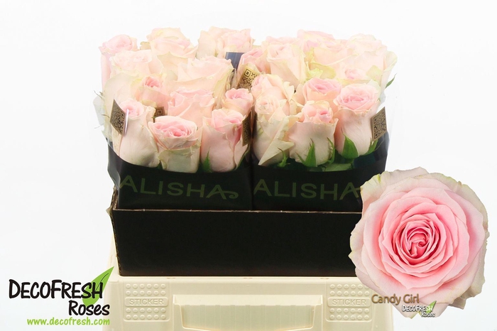 <h4>R Gr Candy Girl</h4>